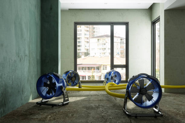 Best Professional water damage repair  in Las Animas, CO